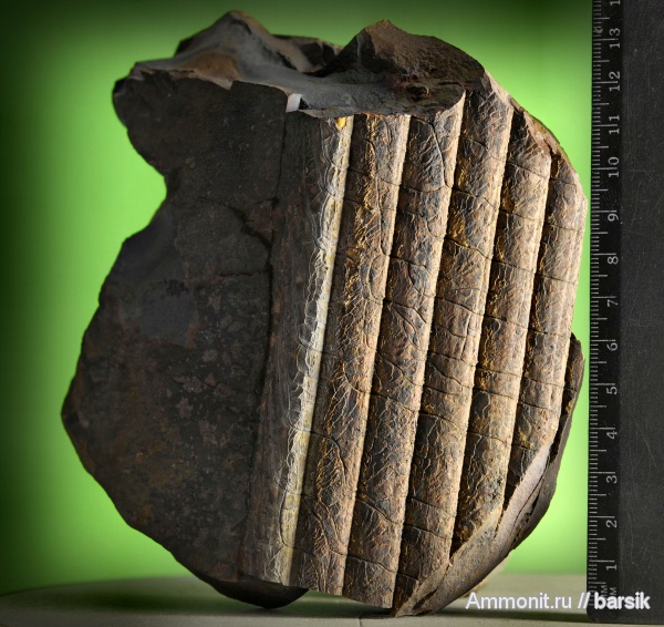 растения, сигиллярия, Sigillaria