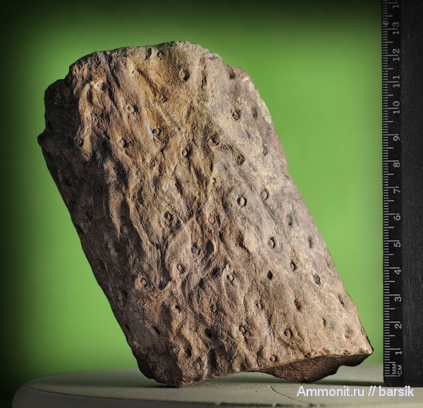 растения, stigmaria