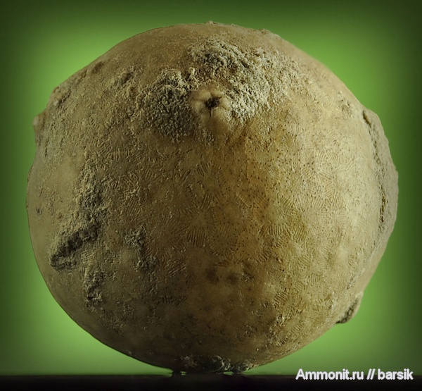 цистоидеи, Echinosphaerites, Echinosphaerites aurantium infra