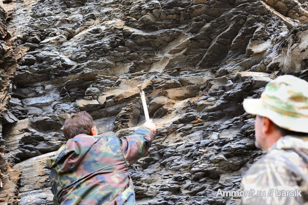 аммониты, Ammonites