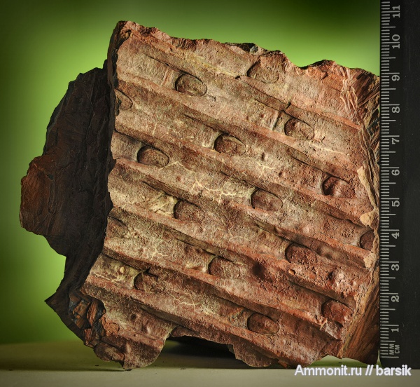 растения, сигиллярия, Sigillaria