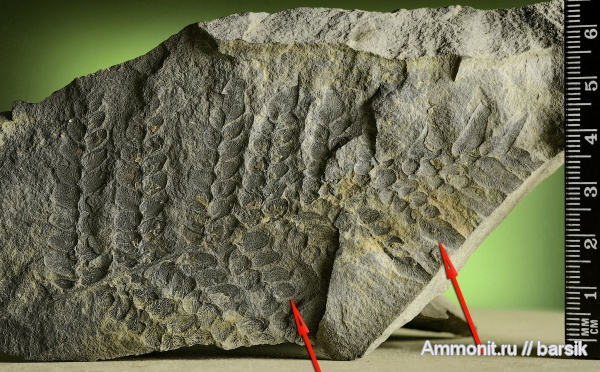 растения, Neuropteris