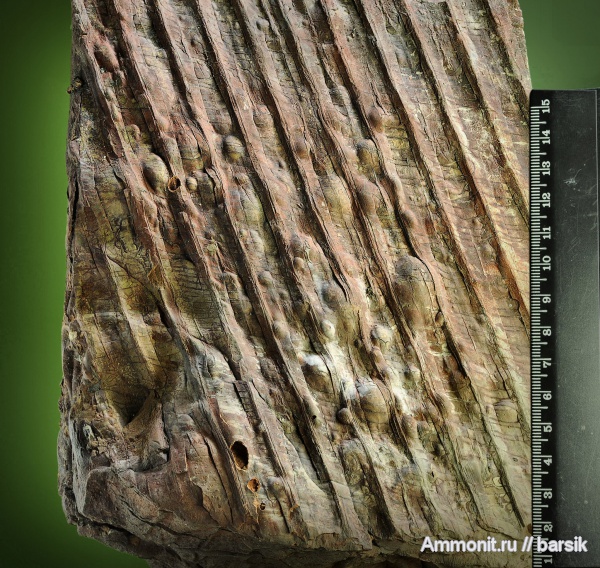 растения, сигиллярия, Sigillaria