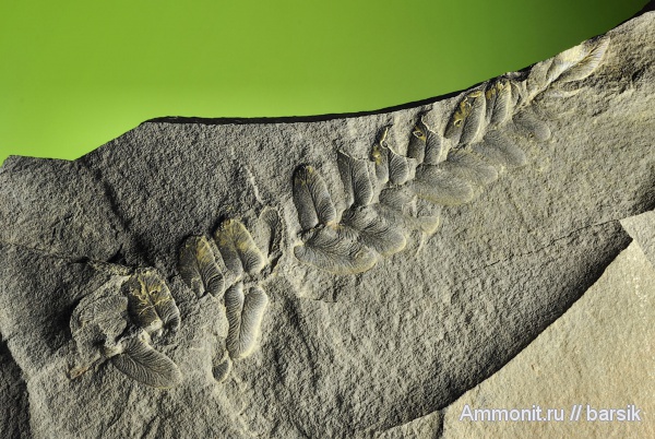 растения, Neuropteris