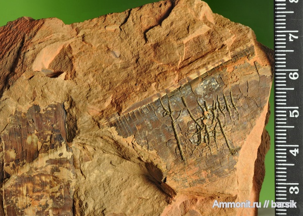 растения, кордаиты