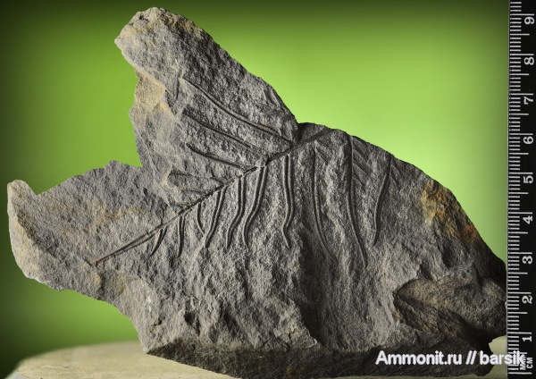 растения, Alethopteris