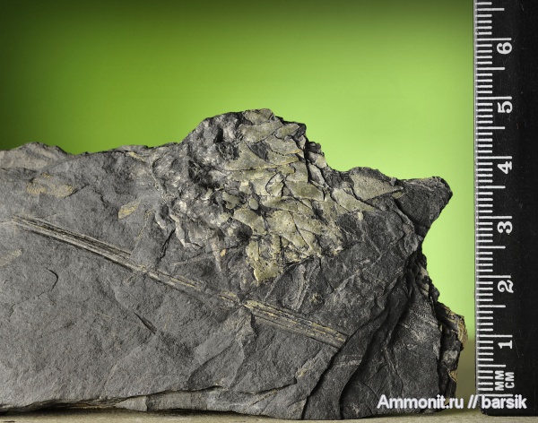 растения, Lepidostrobus