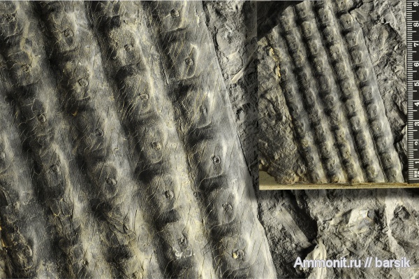 растения, сигиллярия, Sigillaria