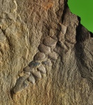 Neuropteris в песчанике.