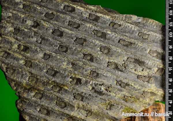 растения, сигиллярия, Sigillaria