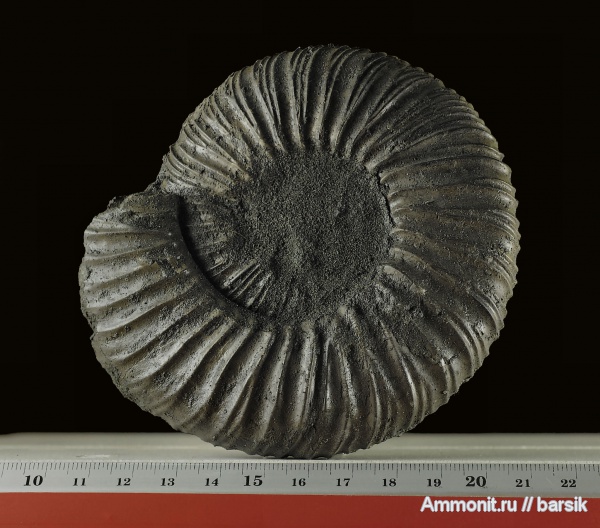 аммониты, Virgatites virgatus, Ammonites