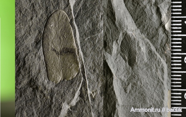 растения, Neuropteris, Reticulopteris munsteri, Reticilopteris