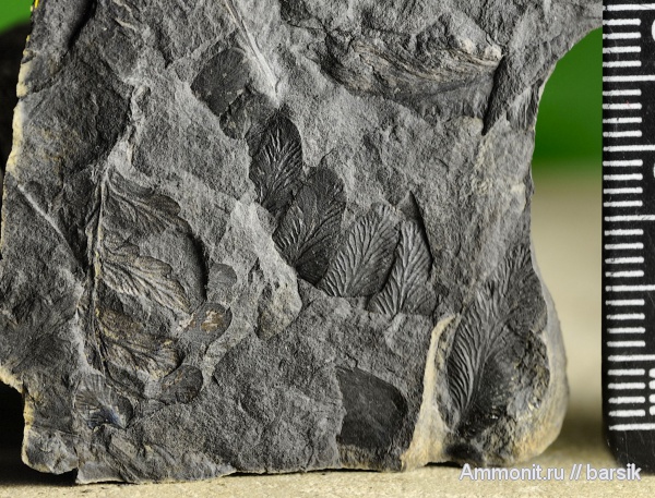 растения, Reticulopteris munsteri