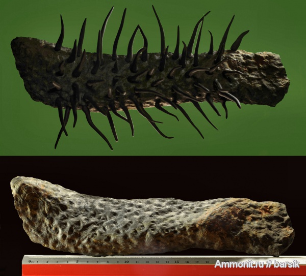 растения, stigmaria