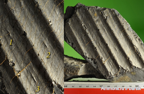 растения, сигиллярия, Sigillaria
