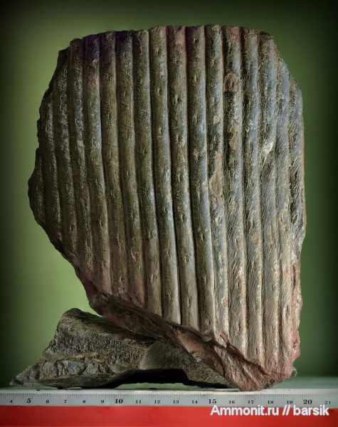 растения, сигиллярия, Sigillaria