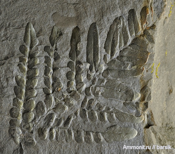 растения, Neuropteris