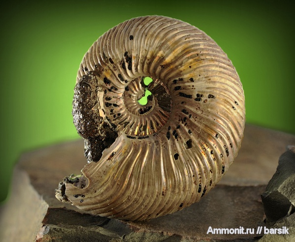 аммониты, Quenstedtoceras, Quenstedtoceras lamberti, Ammonites