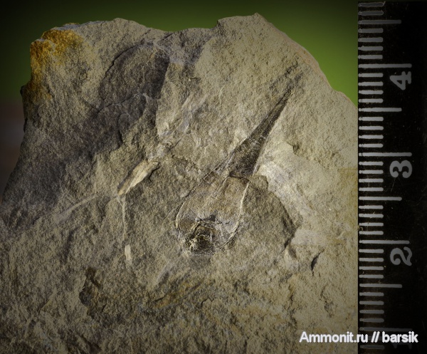 растения, Lepidophyllum morrisianum