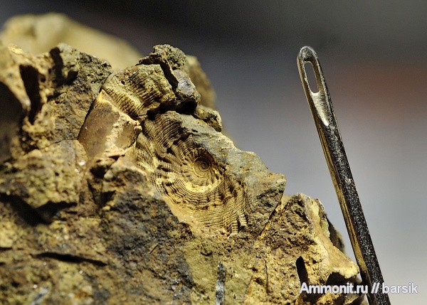 гастроподы, Discohelicidae