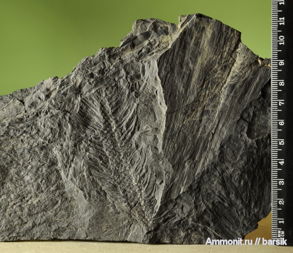 растения, лепидодендрон