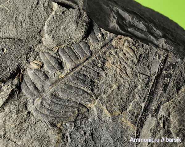 растения, Alethopteris