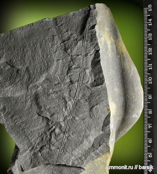 растения, клинолист