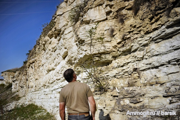 двустворки