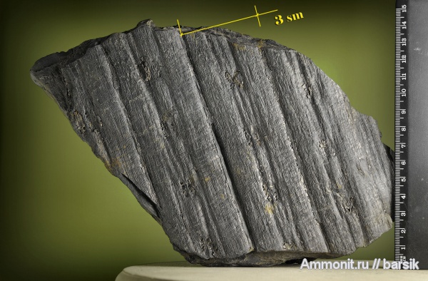 растения, сигиллярия, Sigillaria, сирингодендроны