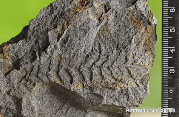 растения, Neuropteris, Reticulopteris munsteri, Reticilopteris