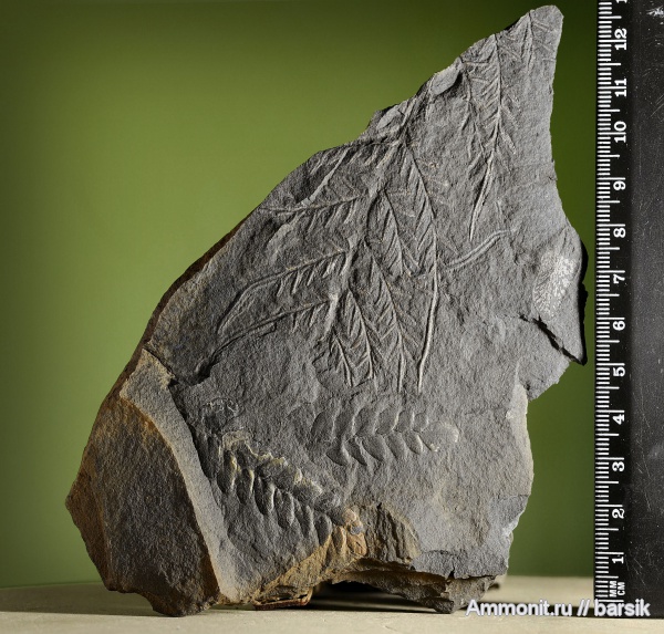 растения, Alethopteris, Neuropteris