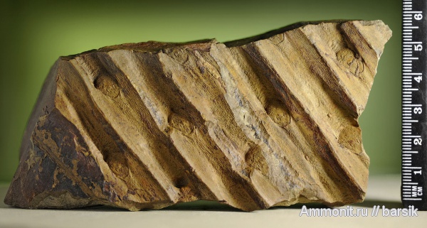 растения, сигиллярия, Sigillaria