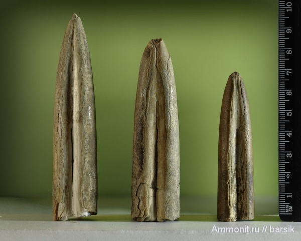 белемниты, ростры, belemnites