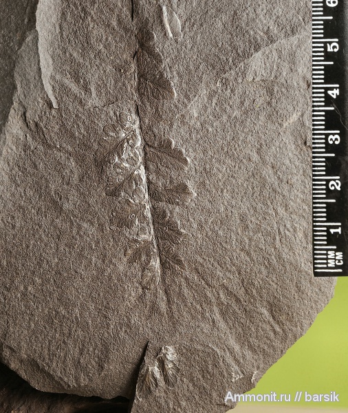 растения, Mariopteris