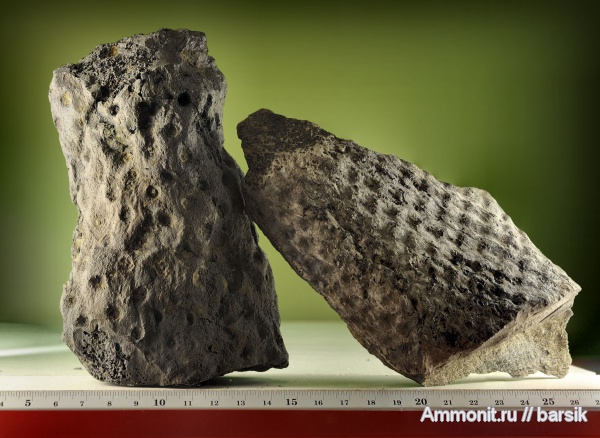 растения, stigmaria