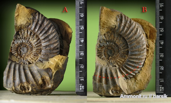 аммониты, прижизненные повреждения, ушки, Parkinsonia, устье, Ammonites, Microconchs, lappets