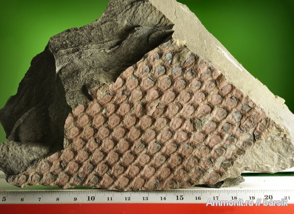 растения, Sigillaria