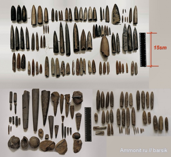 белемниты, ростры, belemnites