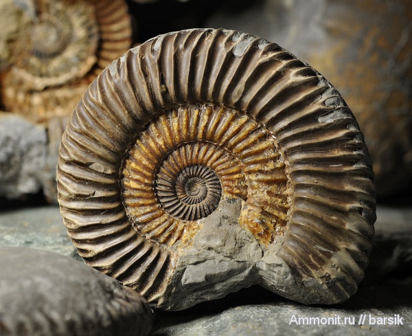 аммониты, Parkinsonia, Ammonites