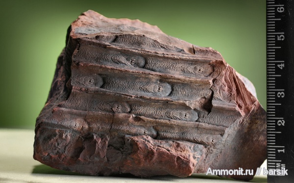 растения, Sigillaria, Sigillaria rugosa