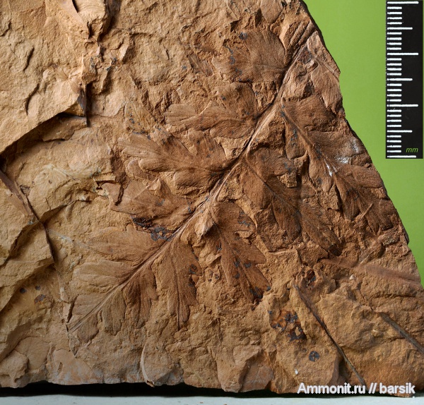 растения, Mariopteris