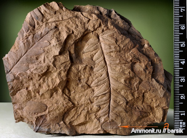 растения, Neuropteris, Mariopteris