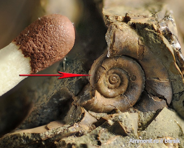 протоконх, аммонителла, Megalytoceras