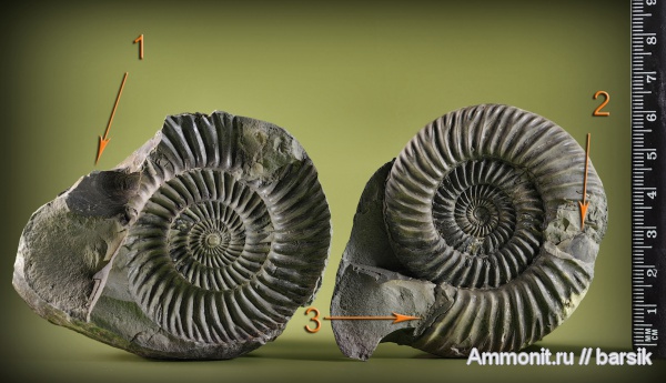аммониты, Parkinsonia, Ammonites