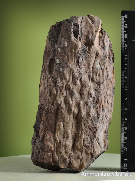 плауновидные, stigmaria, стигмарии