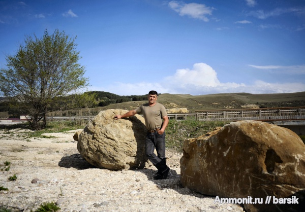палеоген, двустворки
