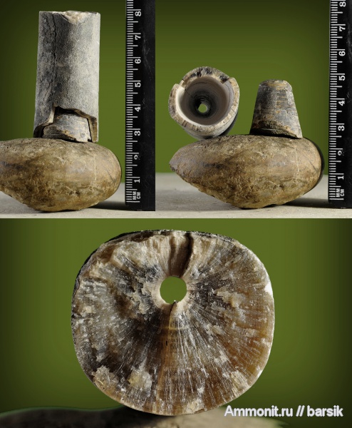 белемниты, фрагмоконы, ростры, belemnites, phragmocones