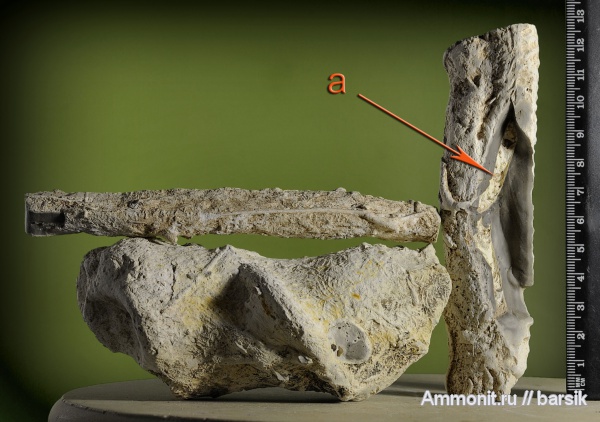 мел, Ophiomorpha, Spongeliomorpha, Cretaceous