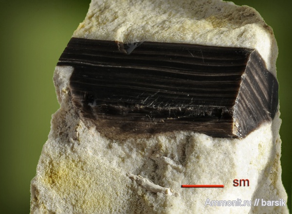 растения, Pinus