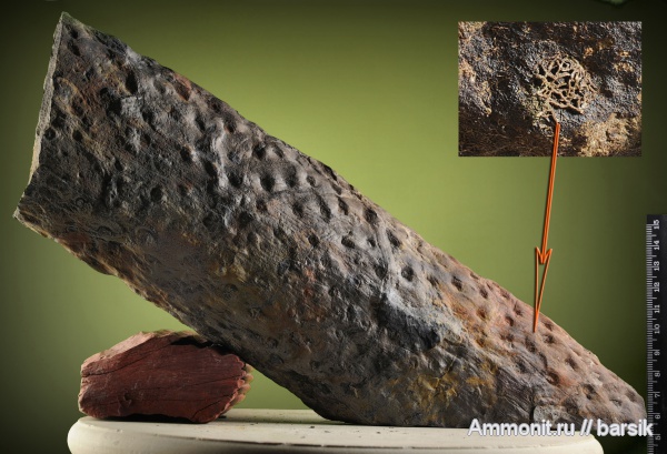 плауновидные, stigmaria, стигмарии